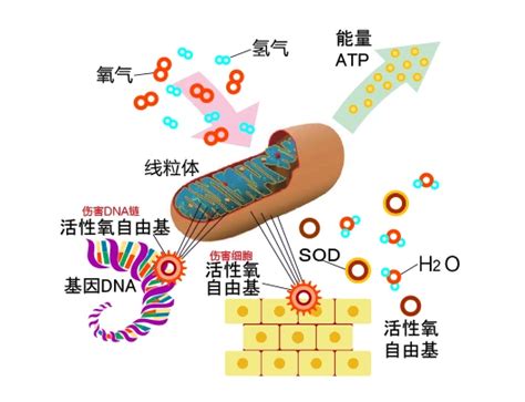 活性氧与线粒体凋亡通路的关系是什么？ Udp糖丨mof丨金属有机框架丨聚集诱导发光丨荧光标记推荐西安齐岳生物