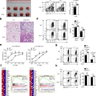 PAC1 Is Essential For ROS Mediated T Cell Dysfunction A Morphological