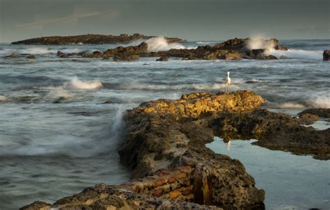 Wallpaper Sea The Sky Clouds Stones Rocks Bird For Mobile And