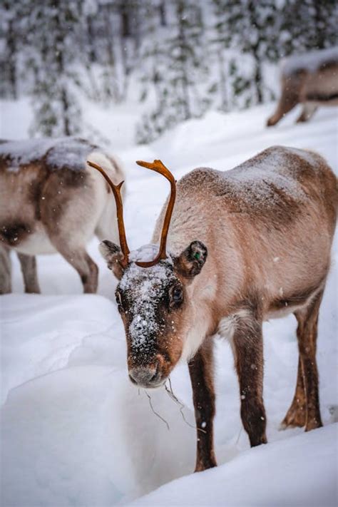 Brown and White Animal on Snow Covered Ground · Free Stock Photo