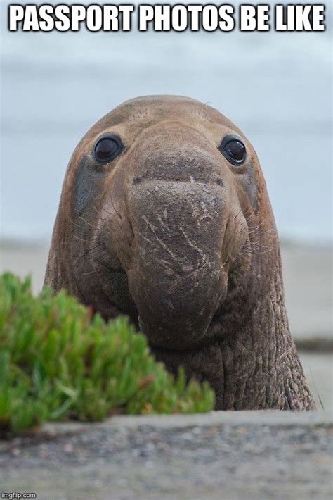 Elephant Seal Imgflip