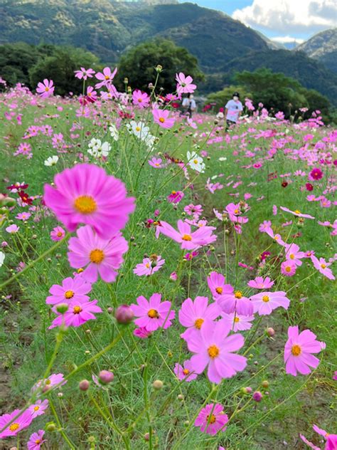 秋風にそよぐ、150万本のコスモス 高知・越知で見ごろ：朝日新聞デジタル