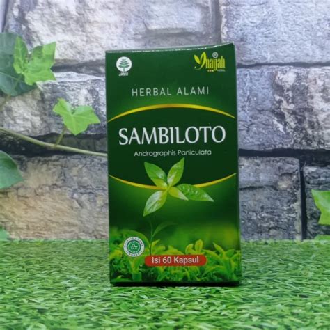 Sambiloto Kapsul Jamu Sambiloto Bubuk Daun Sambiloto Sambiloto Bubuk