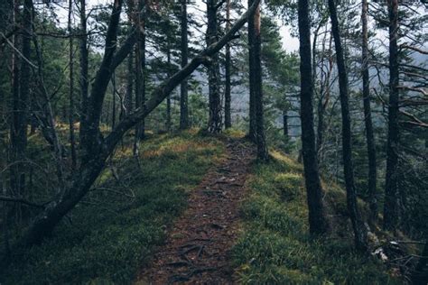 Free Images Tree Nature Path Wilderness Trail Sunlight Leaf