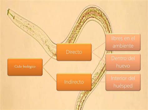 Nematodos Clasificaci N Y Caracter Sticas Microbiologia Ppt