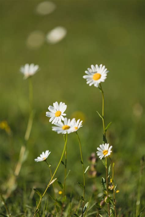 The 5 worst flowers for allergies, according to experts | Livingetc