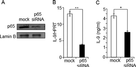 In Vivo And In Vitro Binding Of Nf ␬ B P65 To The Il 9 Promoter A