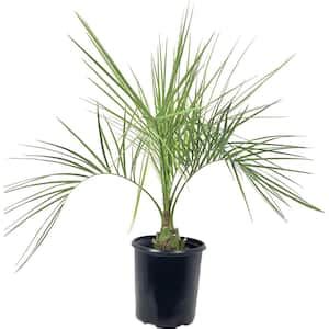 Wekiva Foliage Phoenix Roebellini Pygmy Date Palm Tree Live Plant In A