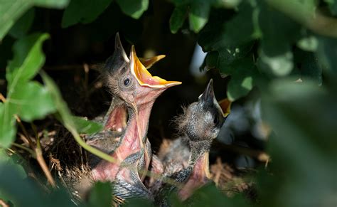 La Reproduction Chez Les Oiseaux Comment Se Reproduisent Ils