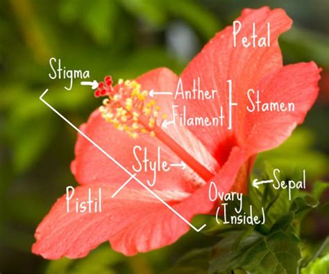 Dissection Of Hibiscus Flower Diagram Parts Of Hibiscus Flow