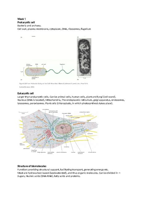 Notes Week 1 Samenvatting Cell Biology Week 1 Prokaryotic Cell