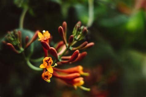 Plantas Flores Amarelas Que Voc Deve Ter No Seu Jardim Para