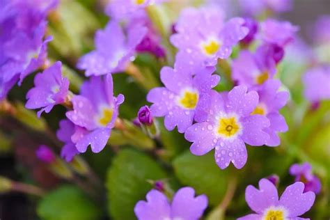 Pierwiosnek gruziński Primula juliae WIOSNA 2025 Gardenowa