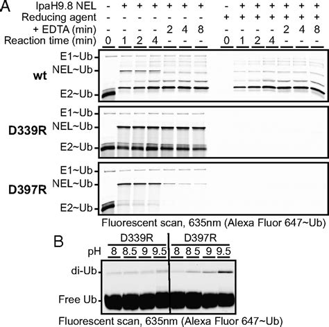 Mechanism Of Catalysis E Recognition And Autoinhibition For The Ipah