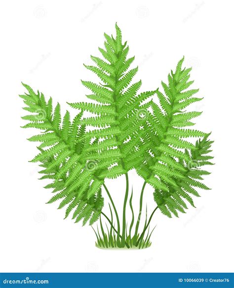 Fern Stock Vector Illustration Of Fauna Editable Shape