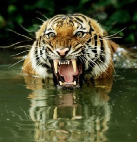 Endangered Tigers: Stop Poaching and Save Habitat to Prevent Extinction ...