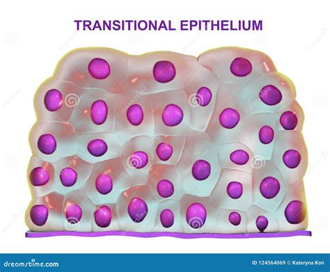 Transitional Epithelium Found In Urinary Bladder Urethra And Ureters