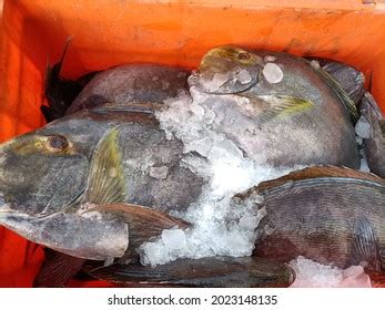 Closeup Impressive Fresh Cod Fish Stock Photo 2023148135 | Shutterstock