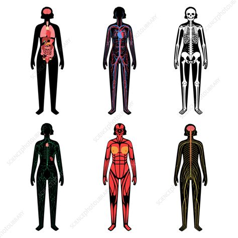 Human Body Systems Illustration Stock Image F Science