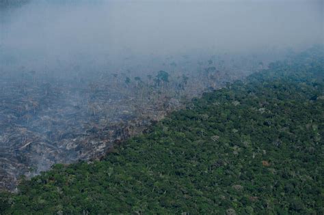 Pecuária Na Amazônia Pode Levar Ao Desmatamento 3 Milhões De Hectares