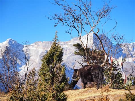 ヒマラヤ街道シェルパ族の村 クムジュン村 旅と暮らしの風景フォト あさひゆうこのブログ