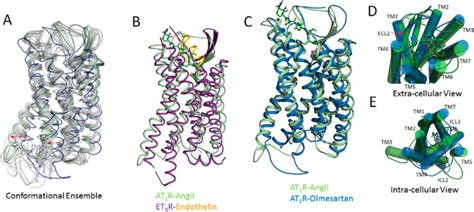 A Representative Conformational Ensembles From 1 μs Mds Of Angii