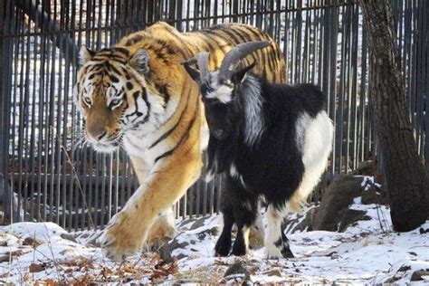 Harimau Siberia Ini Berteman dengan Mangsanya : Okezone News