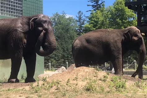 How Buttonwood Park Zoo Keeps Its Animals Cool In Extreme Heat