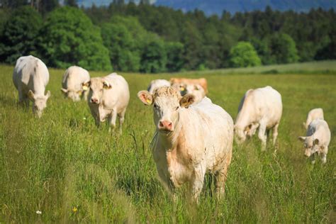 Beef farming that keeps cattle on lifelong grass diets may have higher ...