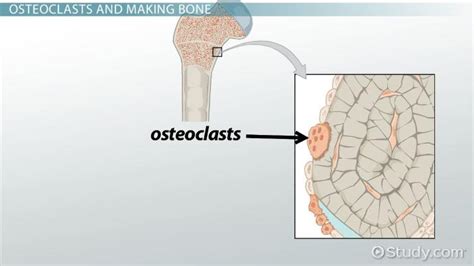 Osteoclast Definition Function And Formation Video And Lesson