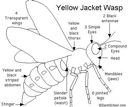 Yellow Jacket Printout - EnchantedLearning.com