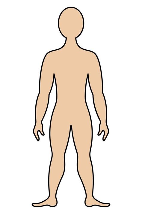 The human body. Color vector illustration. Muscular man in full growth ...