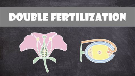 Double Fertilization Angiosperms Plant Biology Youtube