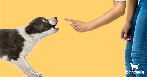 5 Reasons Your Dog Is Barking (And How to Stop It) - ThePetsAbout