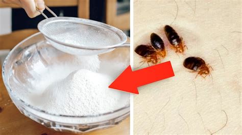 Best Trick To Get Rid Of Bed Bugs Fast And Permanently At Home Bed