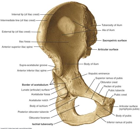 Visceral Final Osteology Pelvic Bone Quizlet