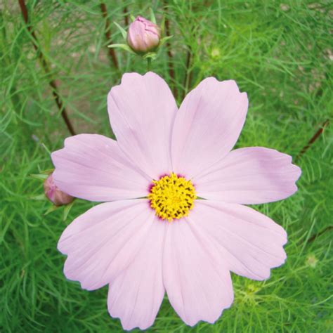 Cosmos Bipinnatus Bio