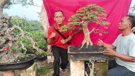 Cek Harga Bonsai Cakep Cakep Nego Lagi Di Pak Jonet