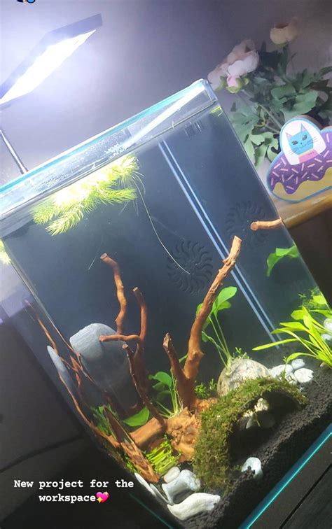 Is the filter safe for shrimp in this tank? It is the marineland ...