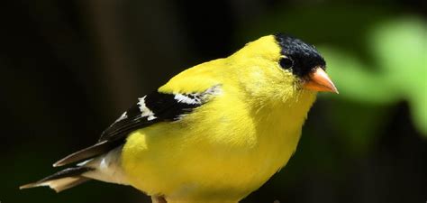 Goldfinch Spiritual Symbolism, Meaning, and Totem | Explained