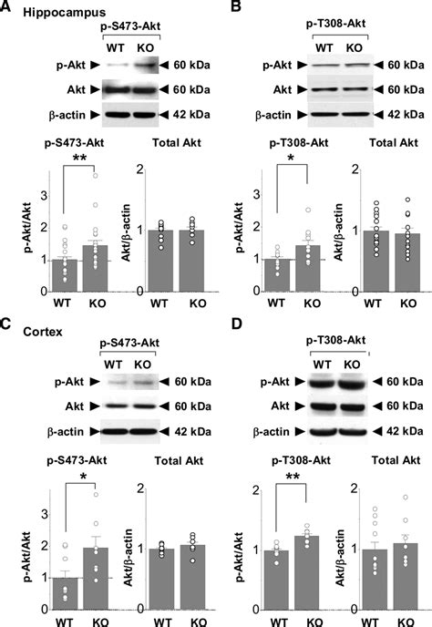 Akt Phosphorylation Is Enhanced In The Hippocampus And Cortex Of Young Download Scientific