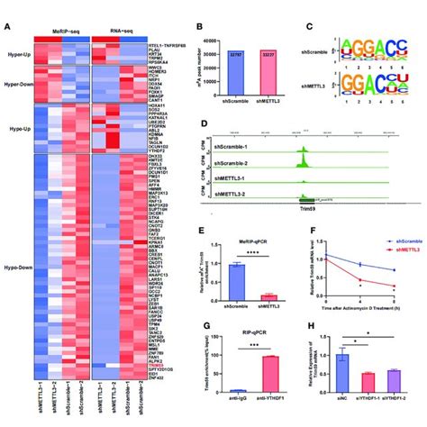 METTL3 Mediated M 6 A Modification Of Trim59 MRNA Maintains Its