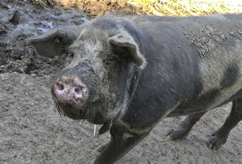 Largest Pig Ever Recorded Found In Tennessee - Animals Around The Globe