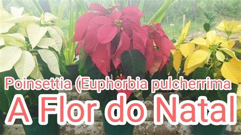 Conhe A A Flor Do Natal Poinsettia Euphorbia Pulcherrima Youtube