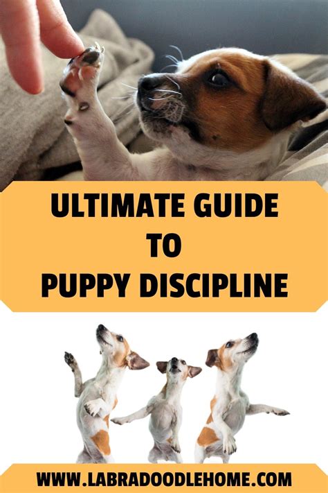 How To Discipline A Puppy The Ultimate Guide For 2023