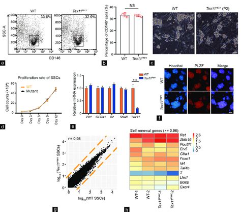 Sscs Isolated From Tex11 Pmy Mice Are Normal A Flow Cytometric