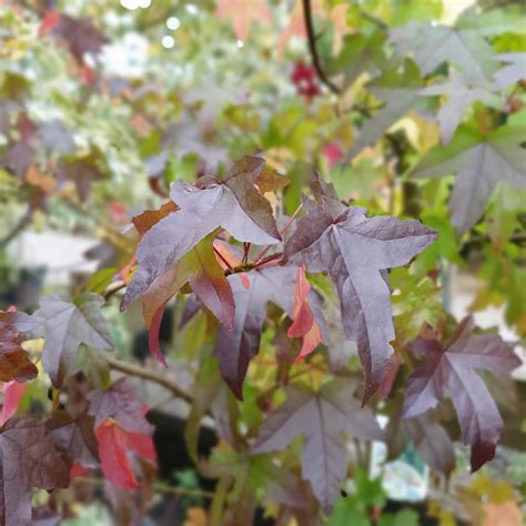 Liquidambar Styraciflua Worplesdon Sweet Gum