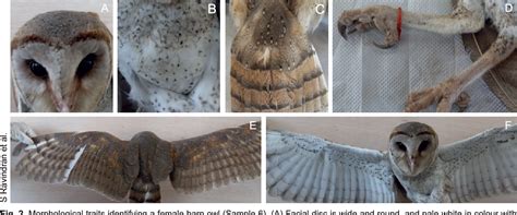 Figure 2 From Sex Identification Comparison Of Barn Owls Tyto Alba