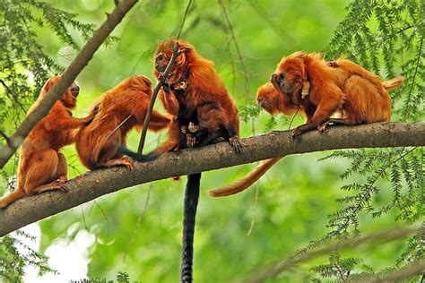 Onde Vive O Mico Leão Dourado - FICHA ANIMAL: mico-leão-dourado – GreenBond
