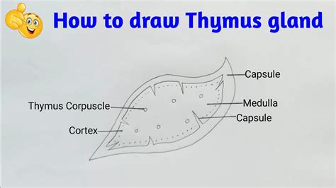 How To Draw Thymus Gland How To Draw Diagram Of Thymus Gland Youtube